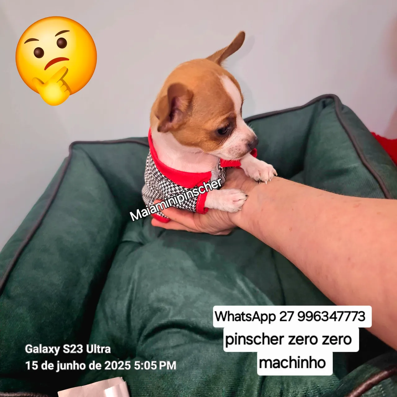 Pinscher Zero Zero Machinho -