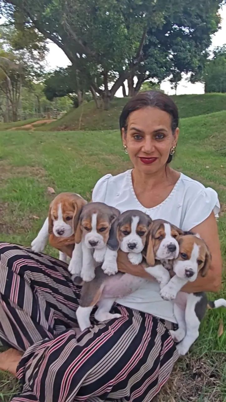 Filhotes de Beagle 