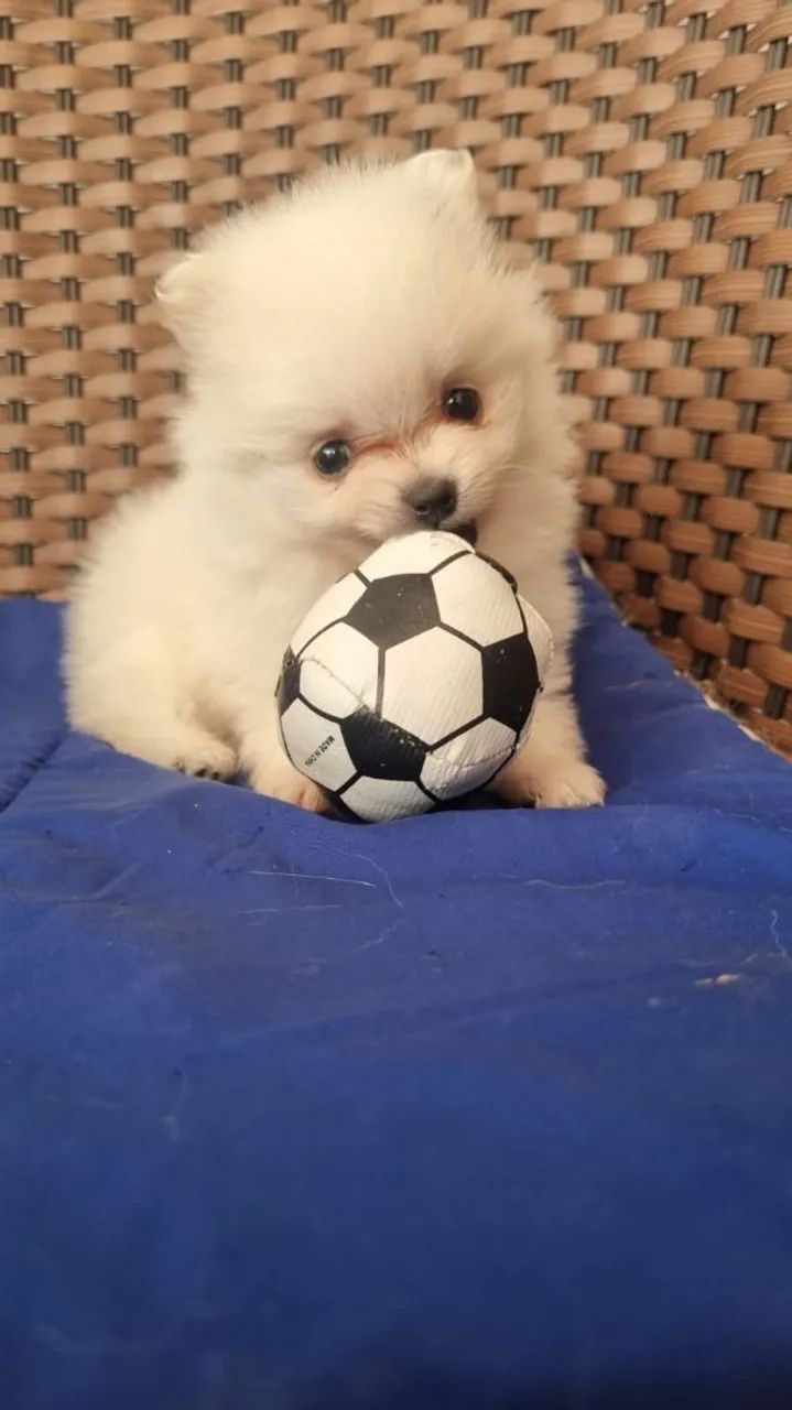Filhote de Spitz Alemão - Foto 3