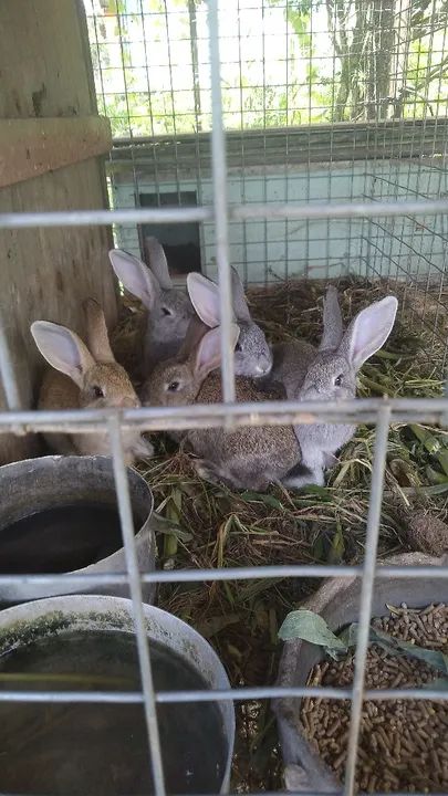 Marreco 2 branco . Coelha gigante e 3 filhote  - Foto 2