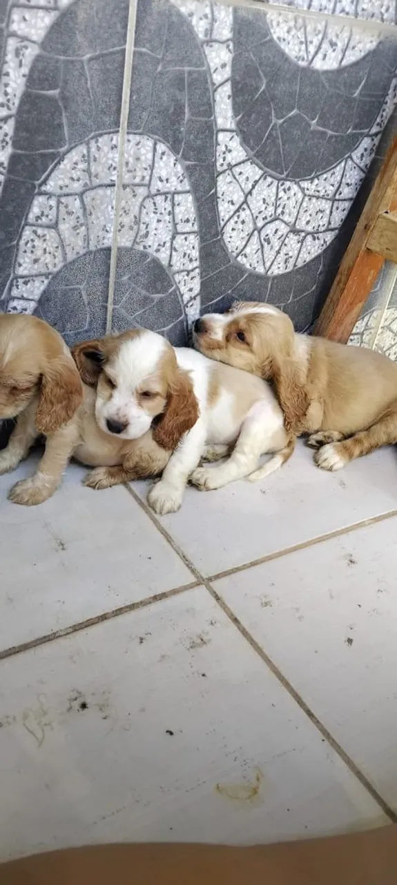 Filhotes de Cocker Spaniel