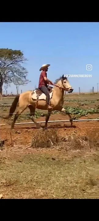 Égua Manga Larga X Campolina  - Foto 4