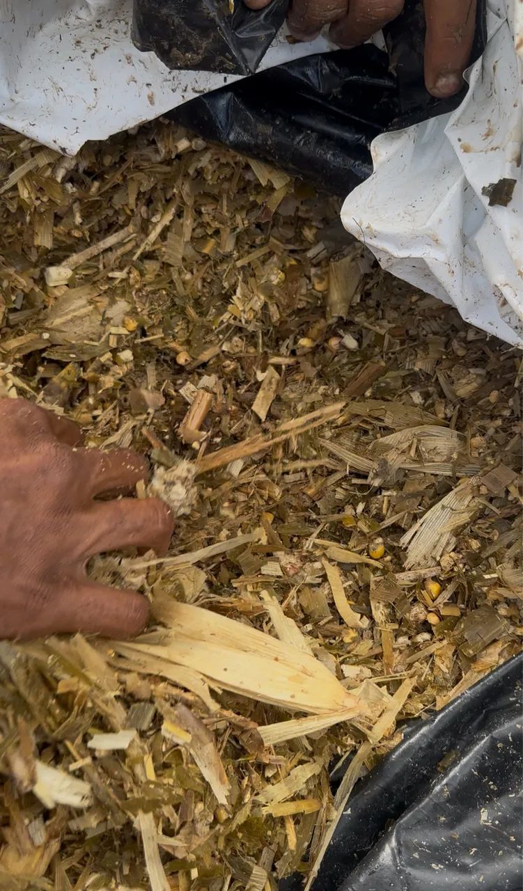 Silagem de milho 64298558120578120