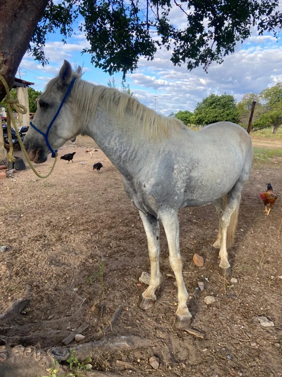 Cavalo em busca de um novo lar