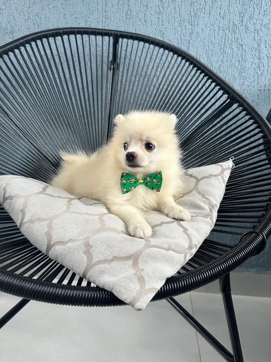 Filhote de Spitz Alemão Macho - Foto 2