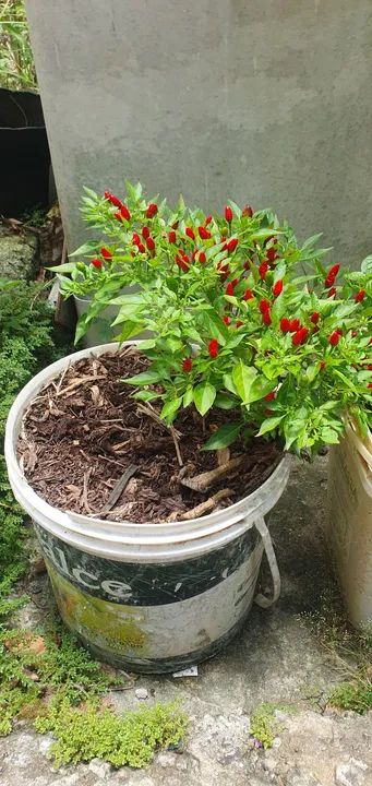 Pé de pimenta malagueta  - Foto 2