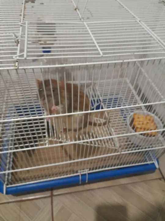 Gaiola com 2 tuwister  - Foto 2