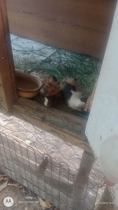 Vendo porquinho da índia macho ou troco um pôr uma fêmea  - Foto 2