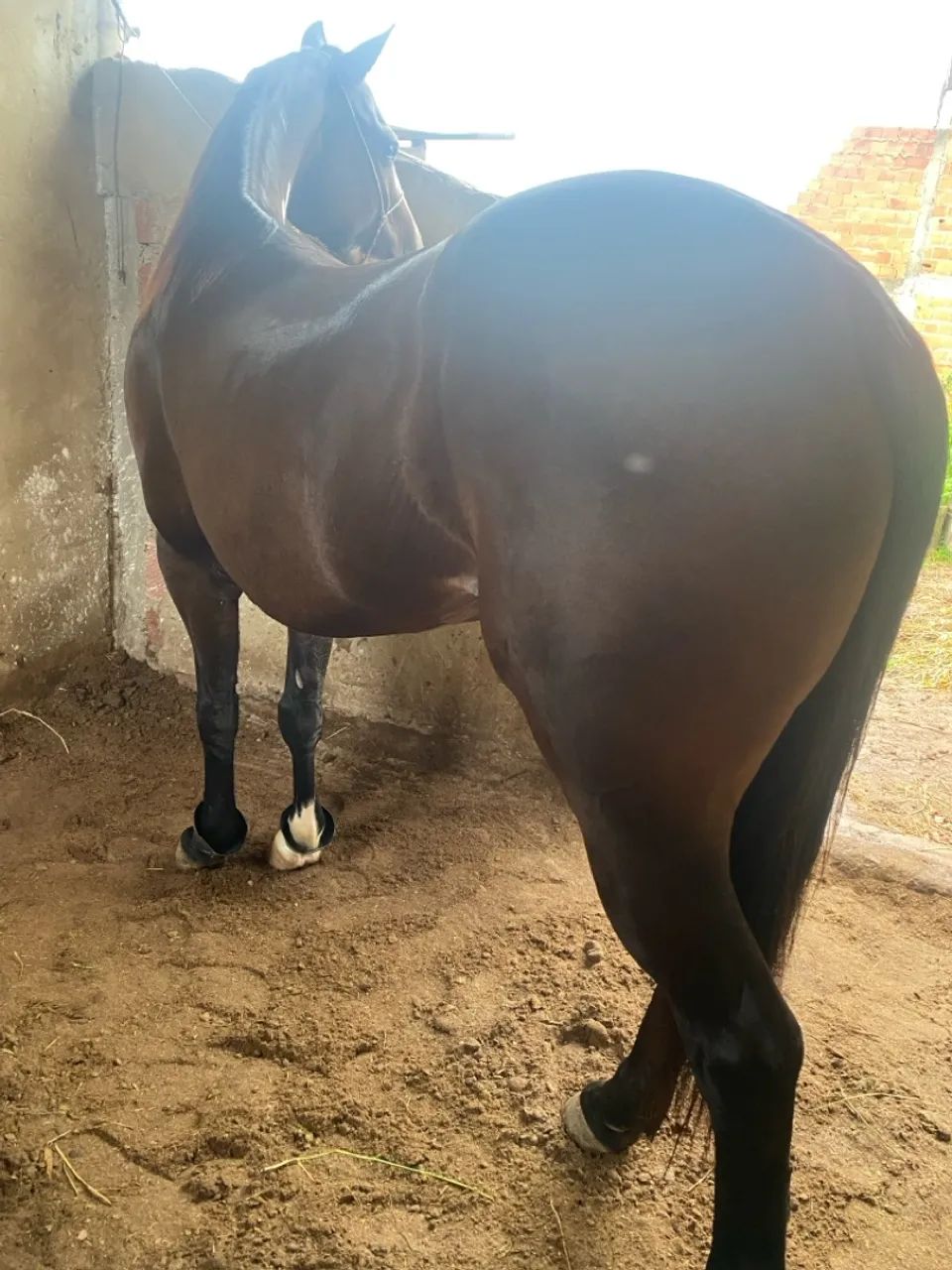 POTRA QM - Foto 3