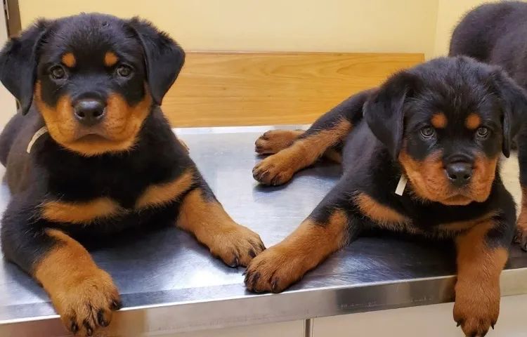 Rottweiler fêmea ou macho  - Foto 4