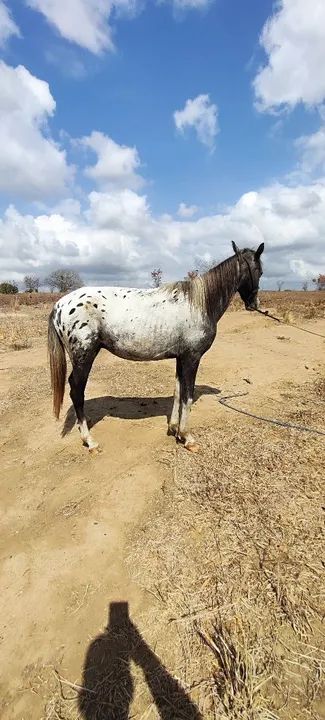 Potro marchador - Pelagem linda e dócil! - Foto 4