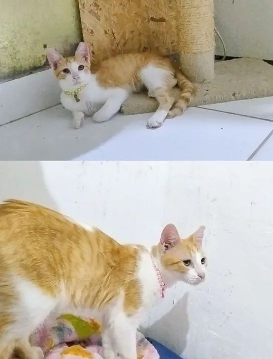 Paulina e Paola gatinhas irmãs Adoção responsável 