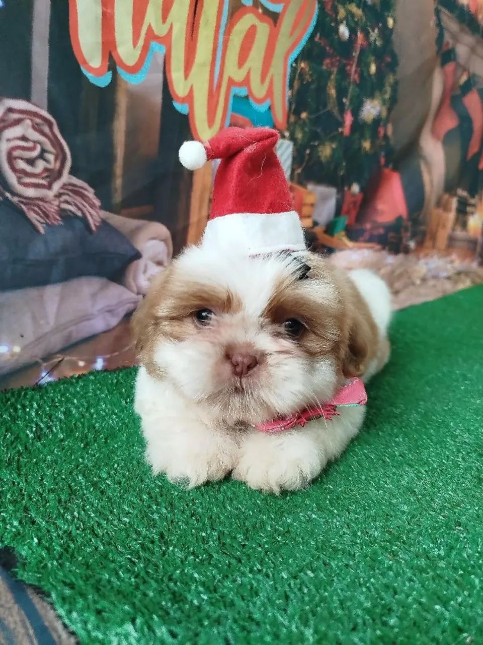 Canil Tanterres 64650878953475124