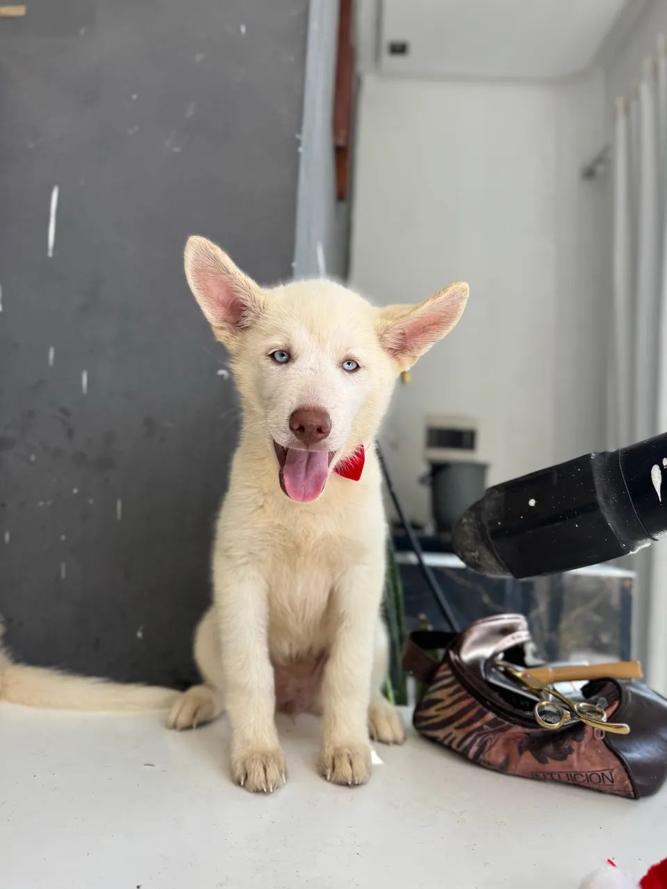 Huskysiberiano 800$ - Foto 4