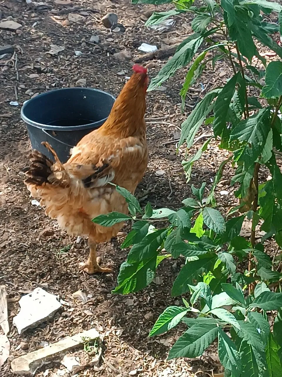 Galinha poedeira
