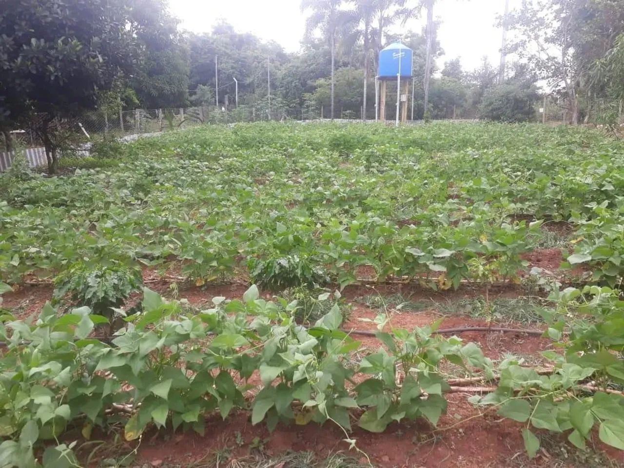 RANCHO QUE PARECE UMA FAZENDINHA - Foto 4