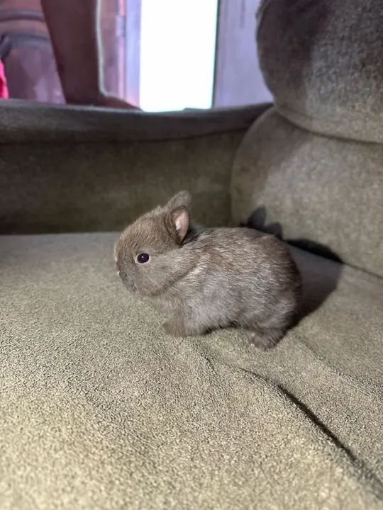 Netherland mini coelho a venda - Foto 3