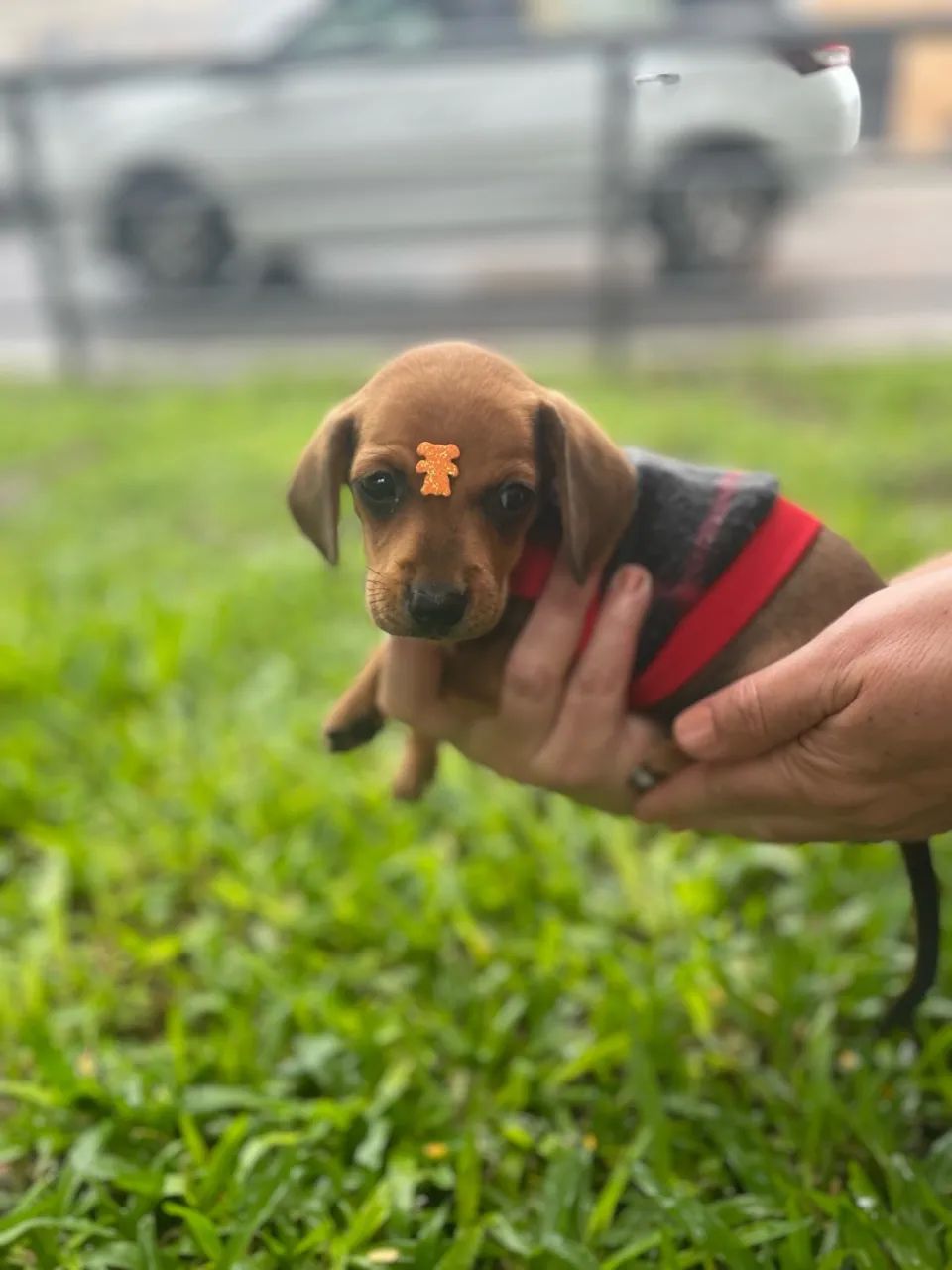 Filhote de Dachshund - Foto 5