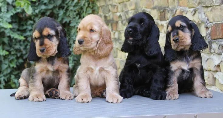 Cocker spaniel fêmeas e machinhos  - Foto 3
