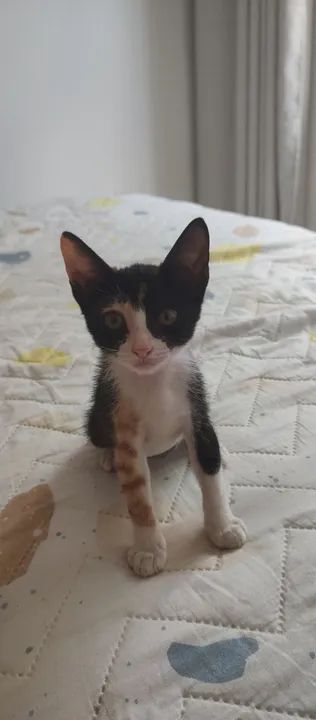 Doação de duas gatinhas - Foto 2