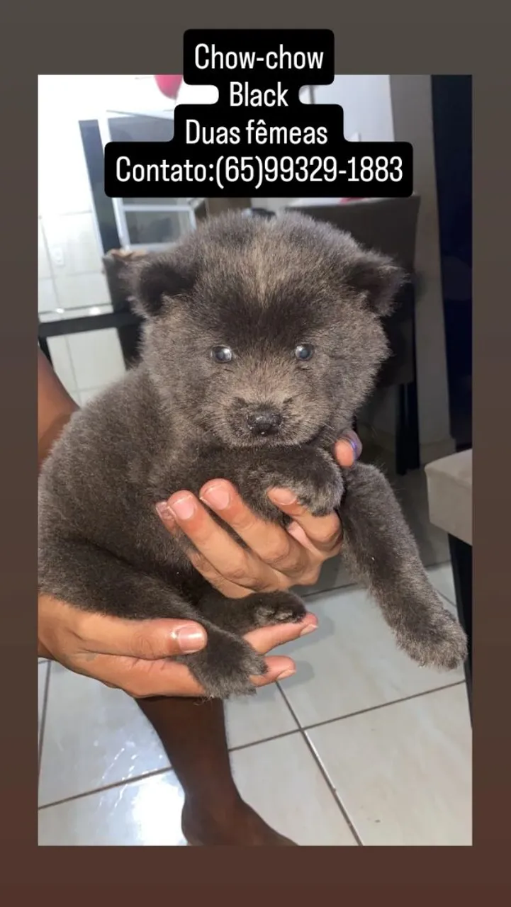 Filhotes de Chow-Chow Black - Duas fêmeas