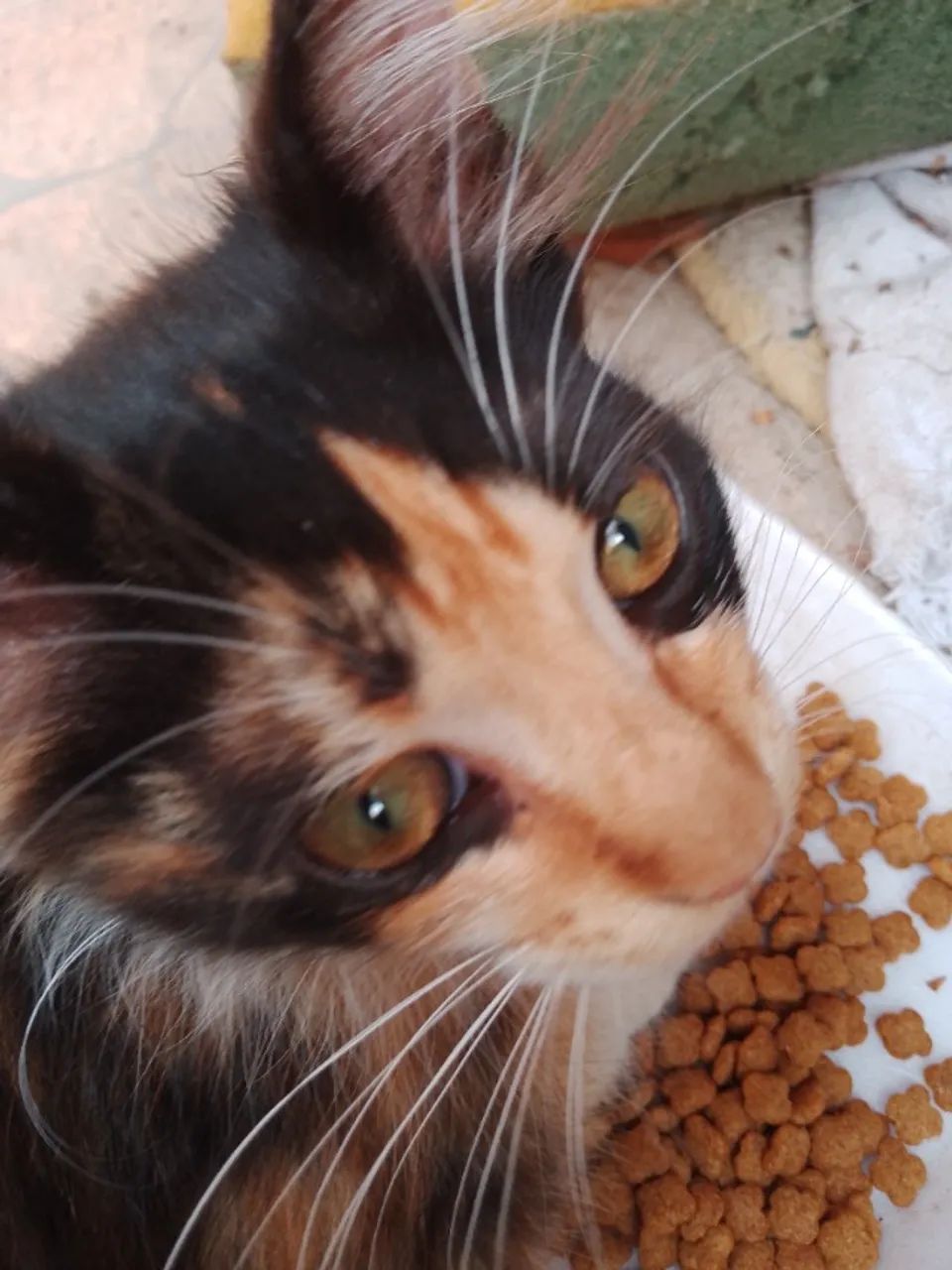 Gatos filhotes (gatinhas fêmeas de 5 meses) sendo uma Escaminha três cores e uma Pretinha - Foto 4