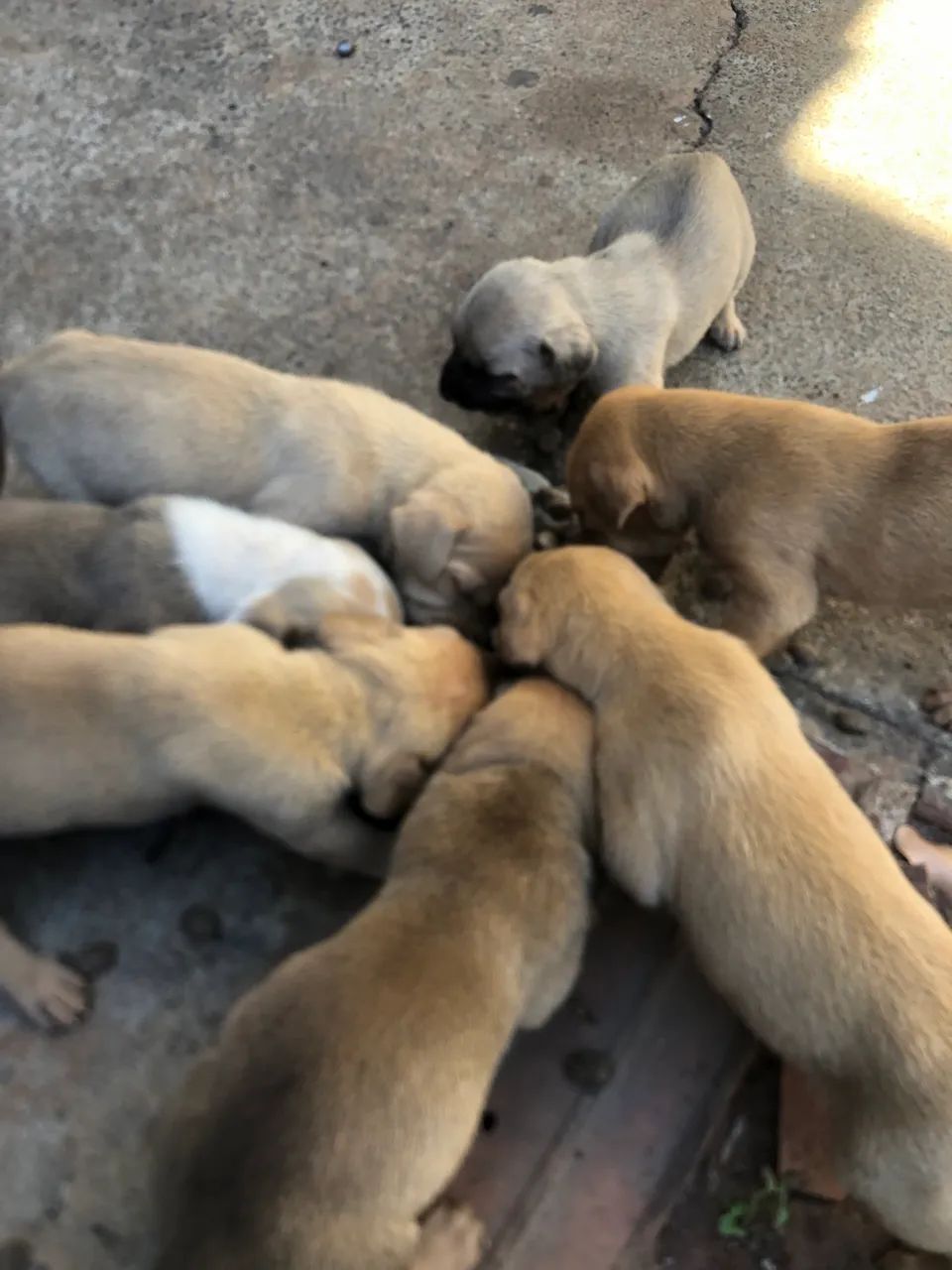 Filhotes de labrador  - Foto 2