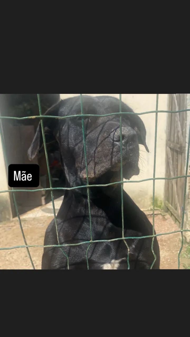 Cachorro - Foto 4