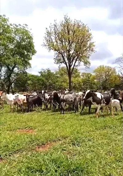 PECUÁRIA - Área Rural 129 Alqueires - Foto 4