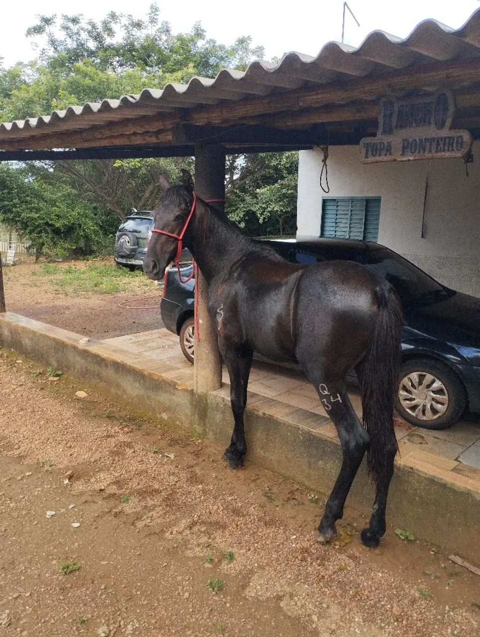 Potro mangalarga registrado tordilho negro - Foto 6