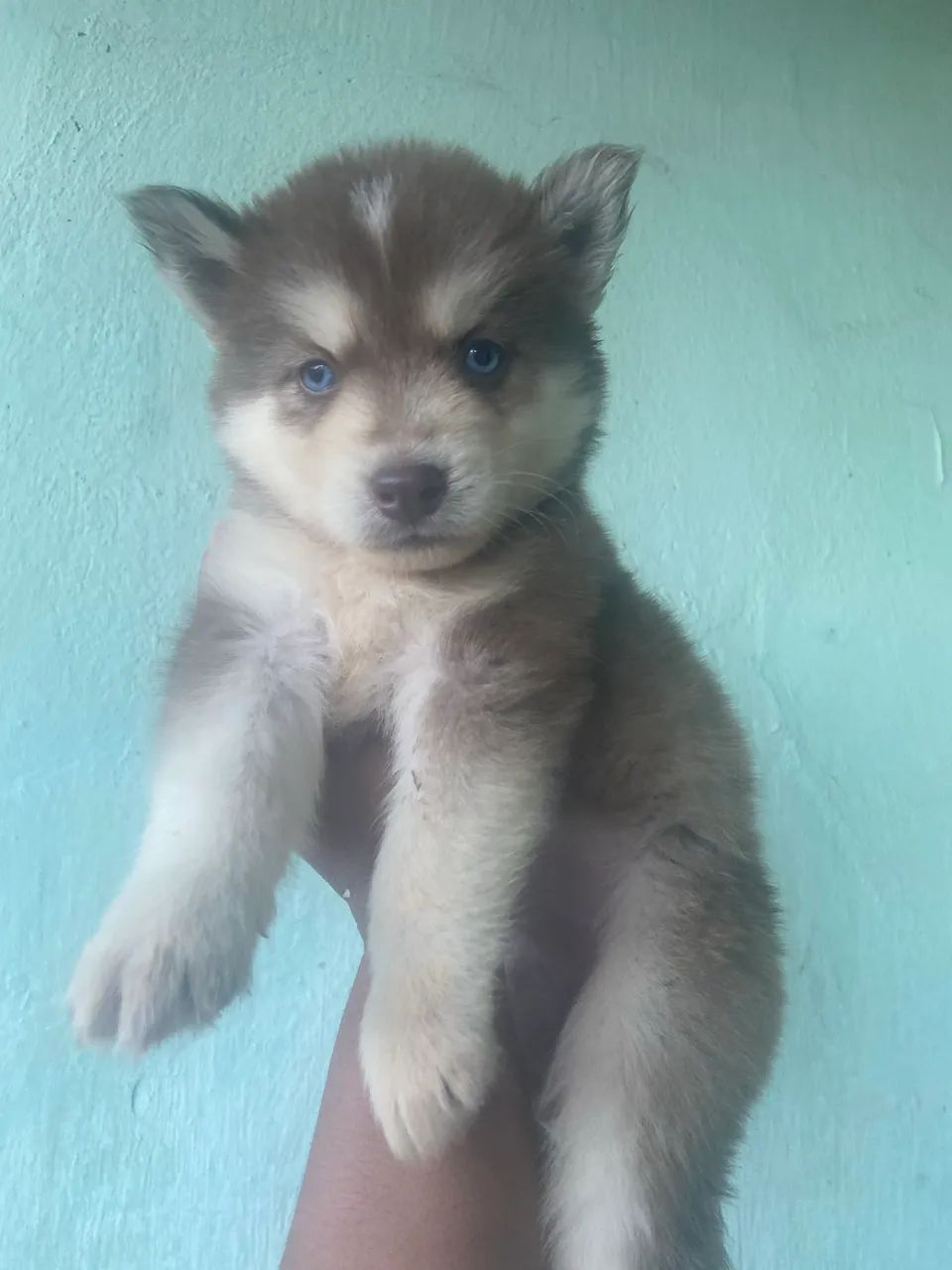 Husky siberiano 