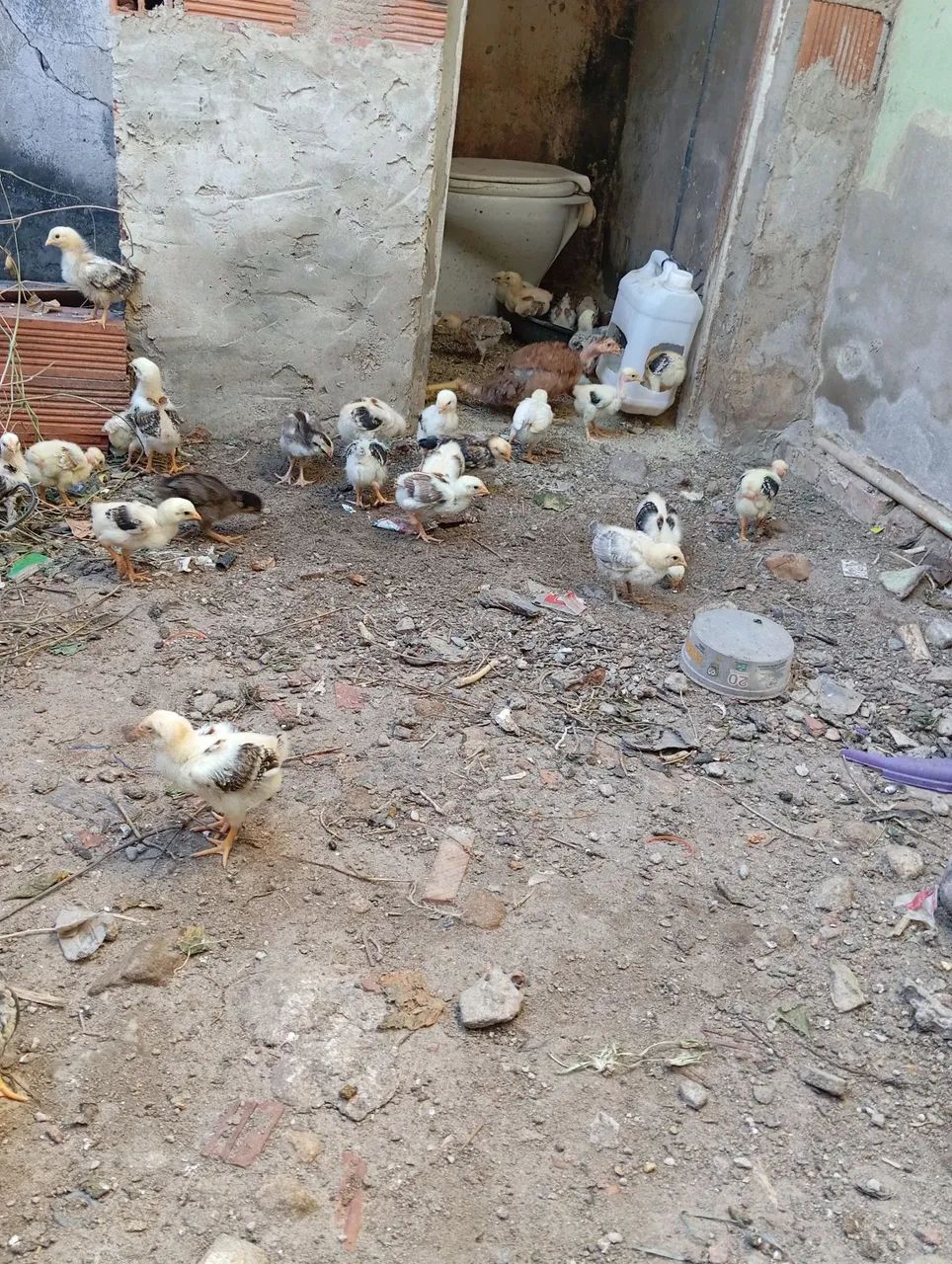 Pintinhos de capoeira  - Foto 2