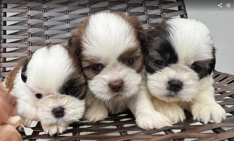 Filhotes de shih-tzu puros - Foto 4