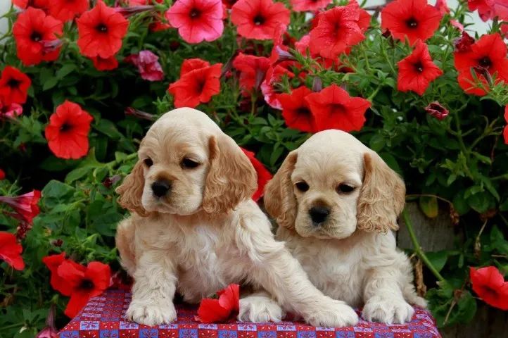 Cocker spaniel otima procedencia 