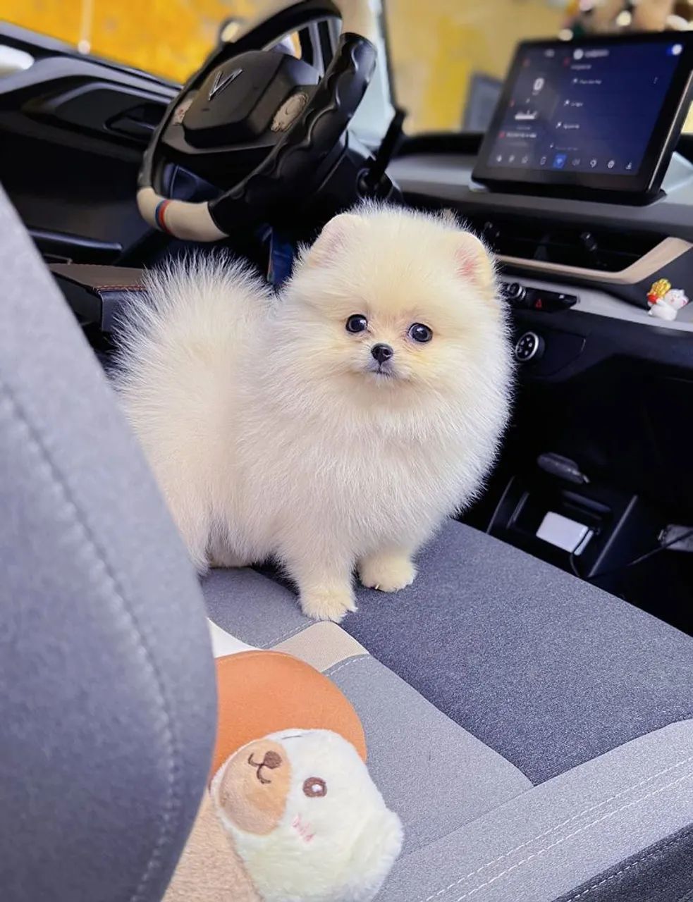 Spitz 