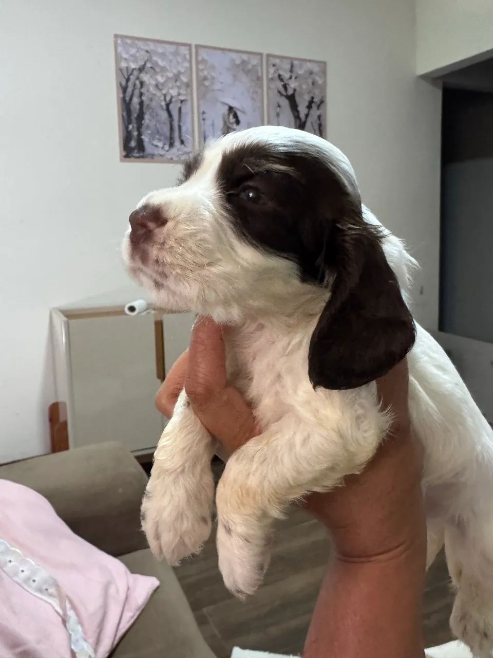 Vendo cocker spaniel  - Foto 4