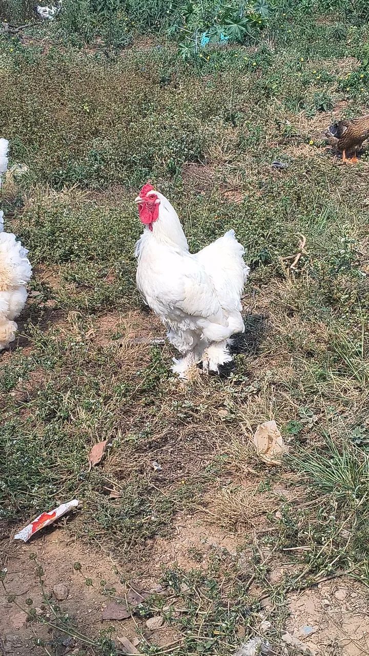 Galo Ornamental Brahma Whithe  - Foto 2
