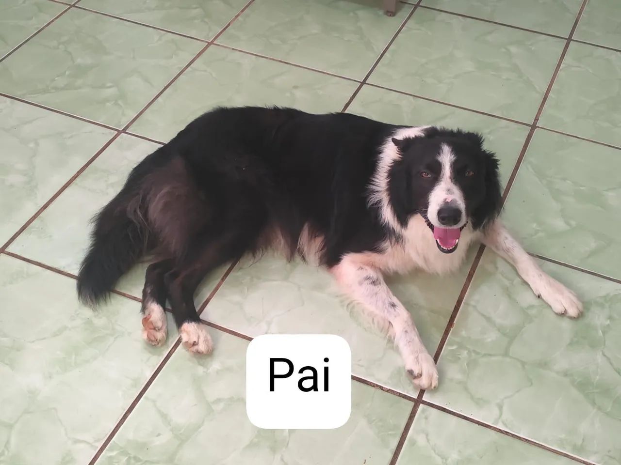 Border Collie  - Foto 4