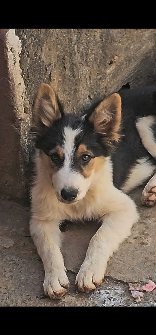 BORDER COLLIE'S 