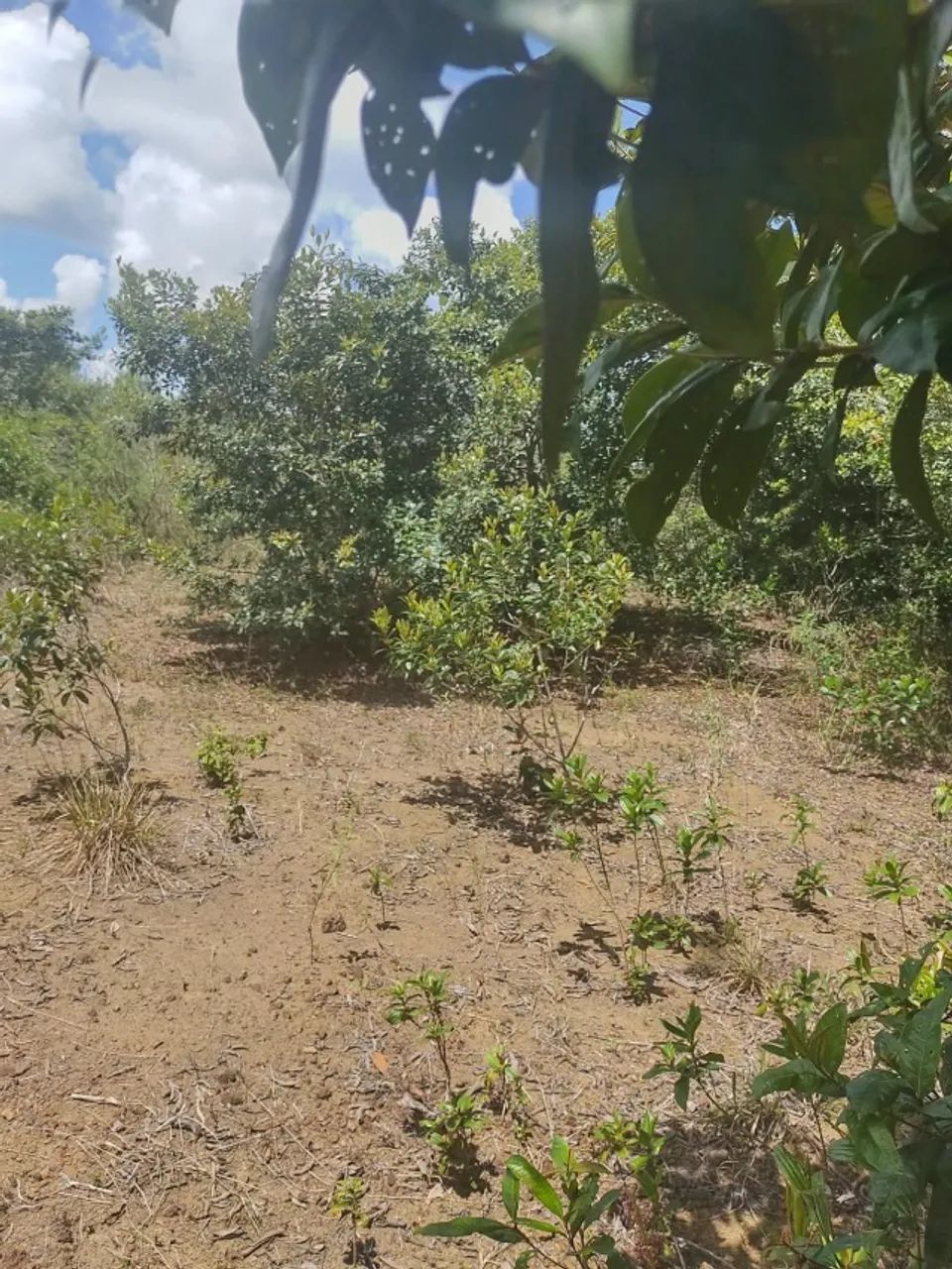 fazendinha 21 hectares