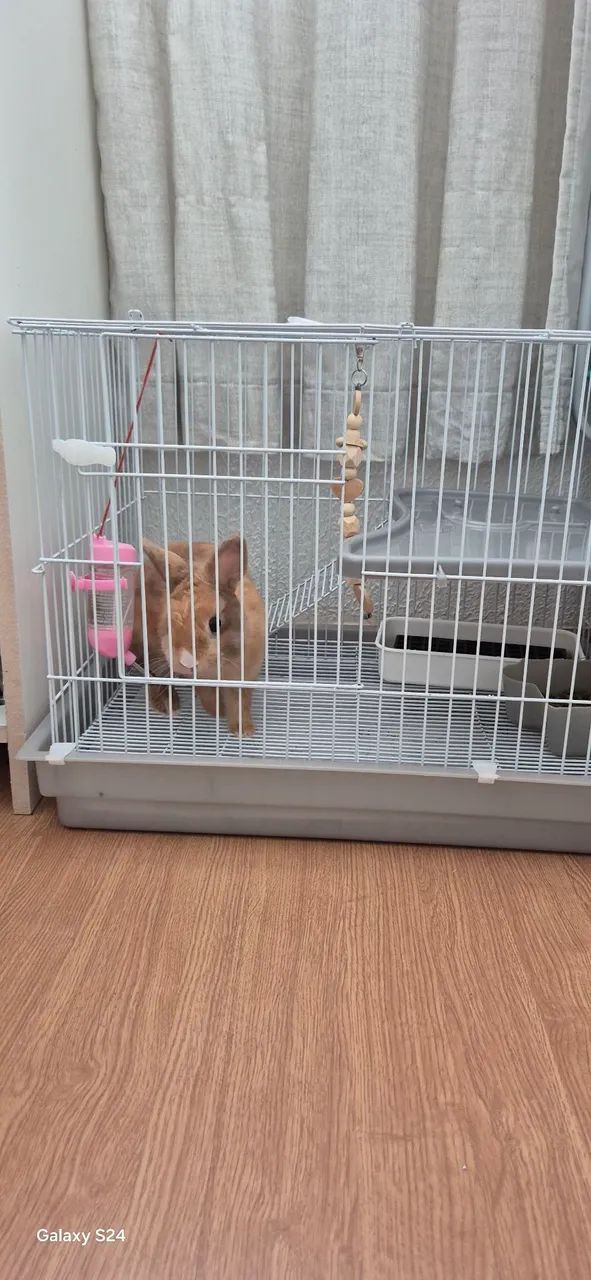 Mini coelho - Foto 2