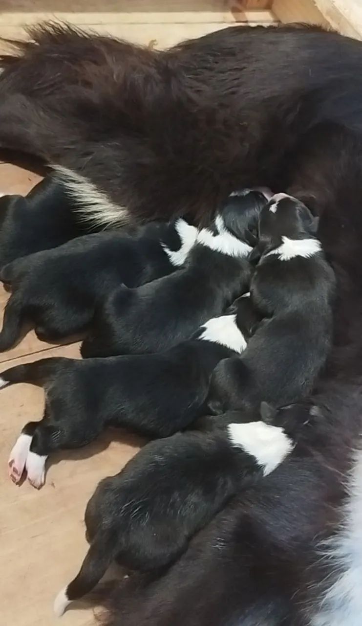Border Collie - Pedigree CBKC - Foto 2