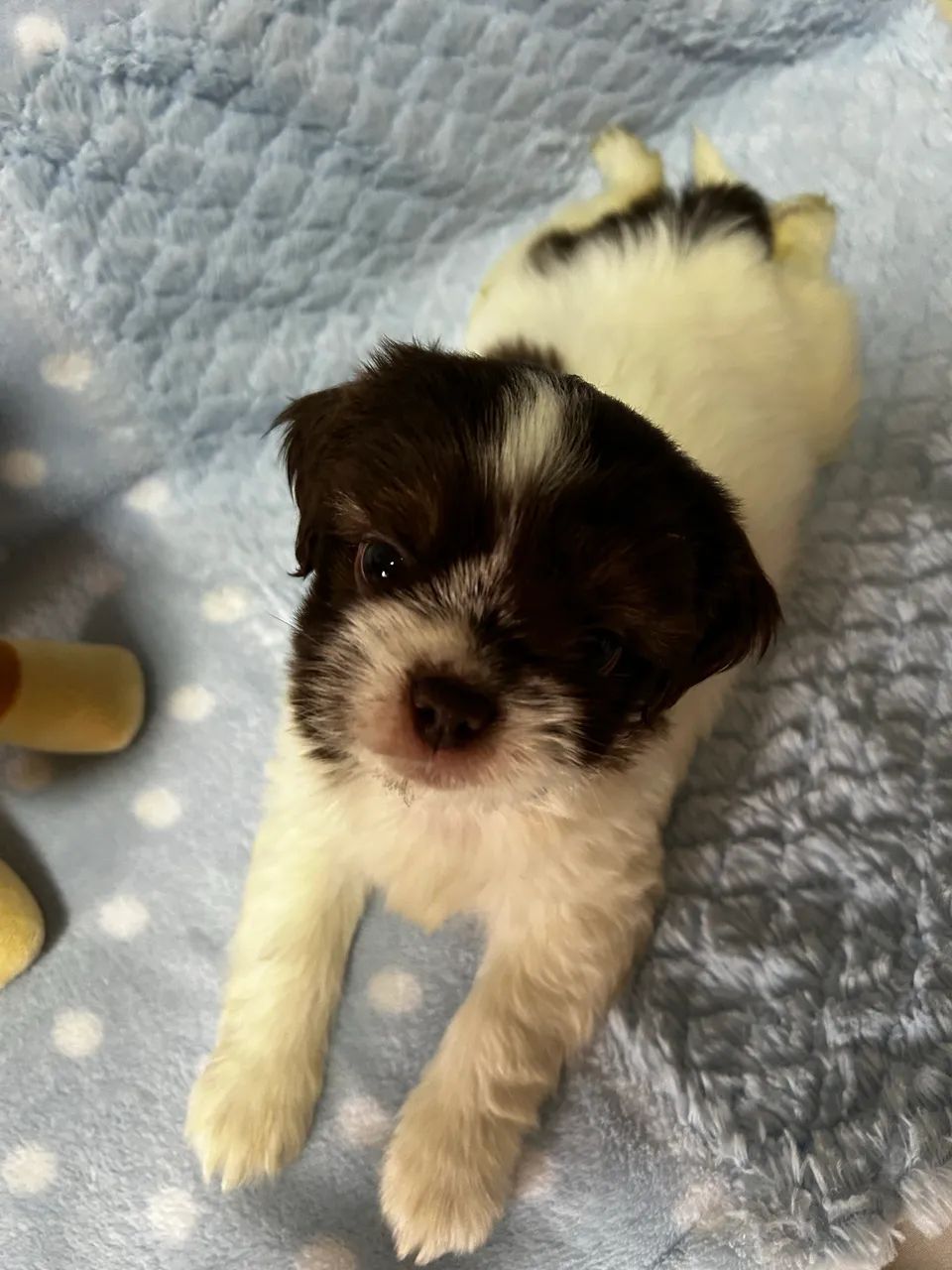 Shitzu mine macho  - Foto 4
