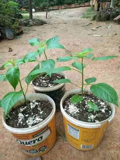Muda Pimenta  - Foto 2