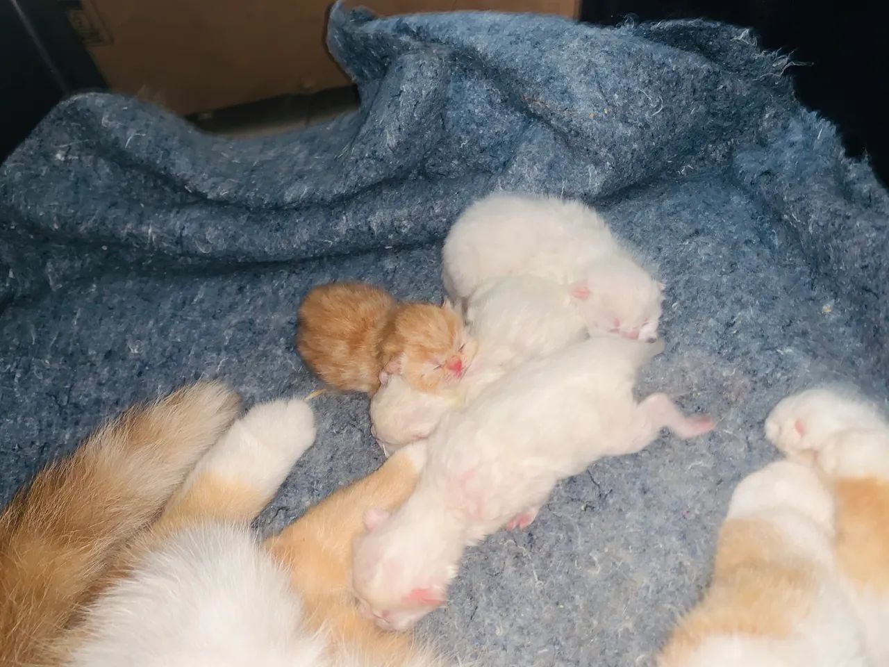 Filhotes de gato persa exótico fêmea laranja macho branco  - Foto 3