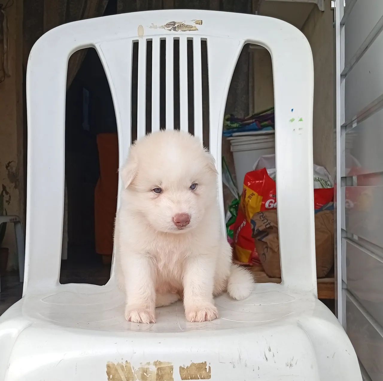 Husky siberiano  - Foto 5