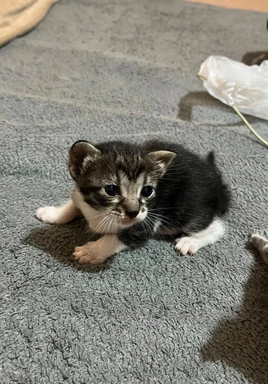 Doa se gatinhos  - Foto 2