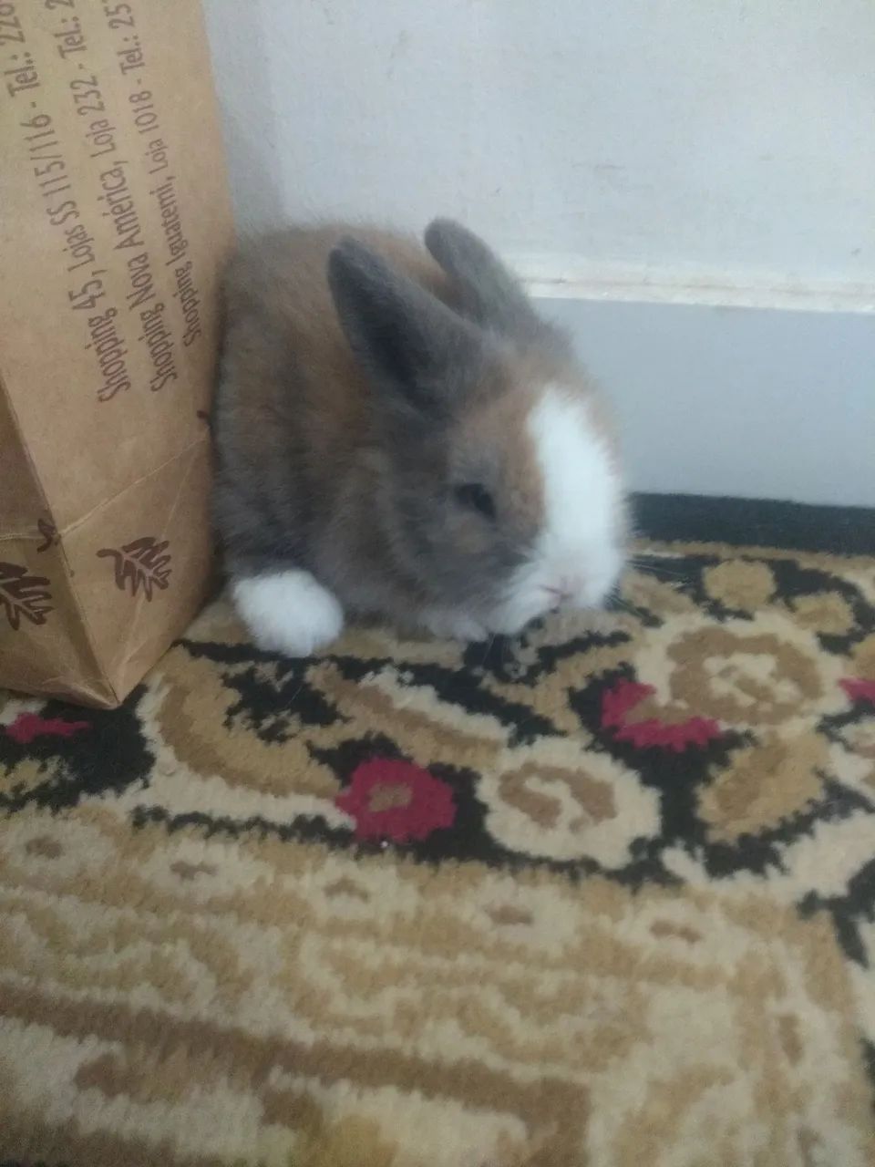COELHO MINI LION - Foto 5