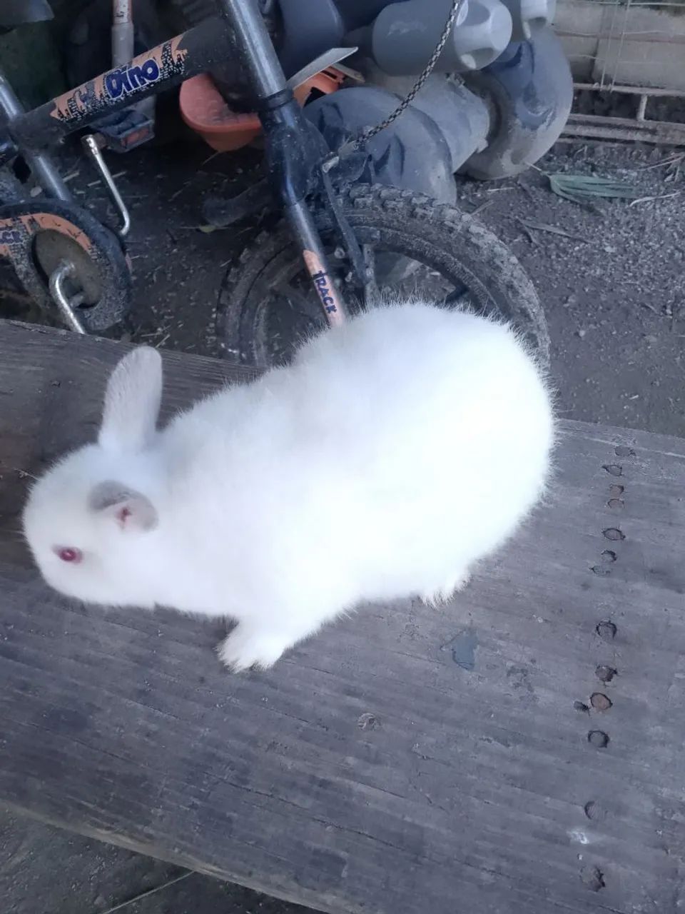 Coelhos  - Foto 2