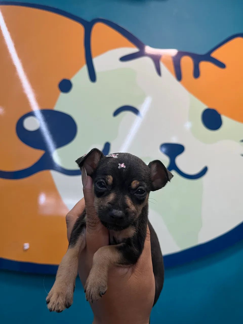 Pinscher fêmea  - Foto 4